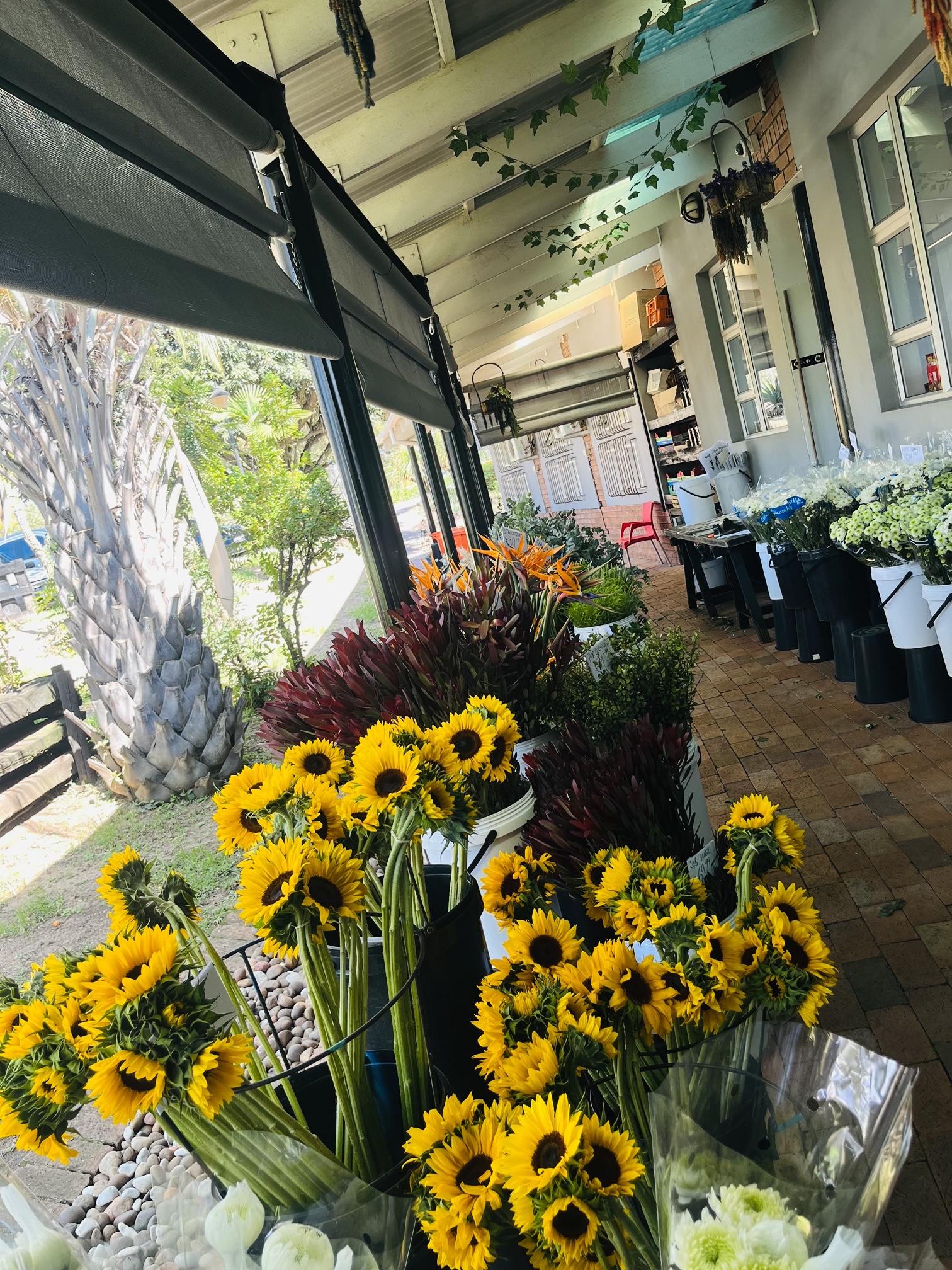 Flowers Wholesale